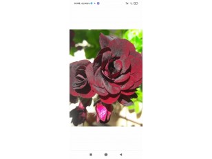 ROYAL BLACK ROSE