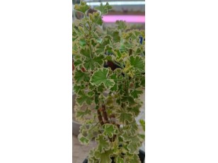 P. CRISPUM VARIEGATUM