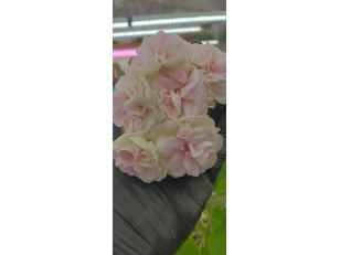 ЕС- ИМПЕРАТРИЦА