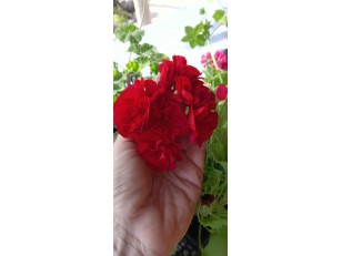 Ю- АЛЕГРИАС