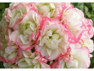 GRANDEUR DECO APPLEBLOSSOM